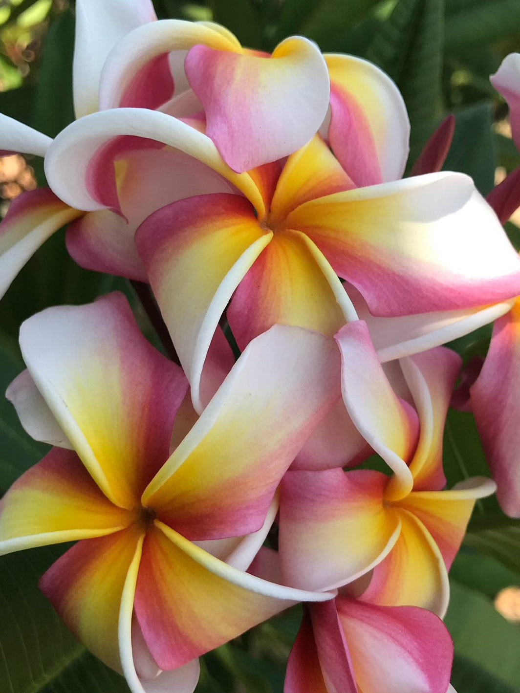 A close-up of several plumeria flowers with white petals, pink edges, and yellow centers, growing among green leaves.